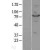 Western Blot: STAT4 Lysate [NBL1-16527] - Western Blot experiments. 
Left-Control; Right -Over-expression Lysate for STAT4